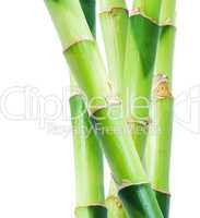 Bamboo