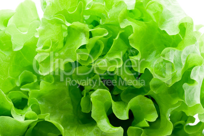 Lettuce