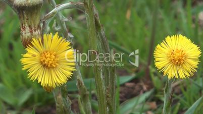 Coltsfoot.