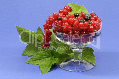 Johannisbeeren