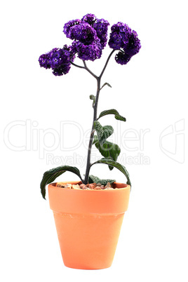 Plant violet colours