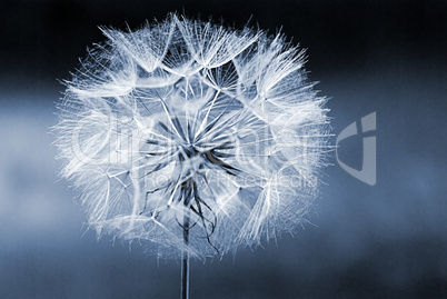 Dandelion flower