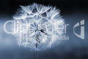 Dandelion flower