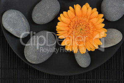 Gerbera und Kiesel Gerbera und Kiesel