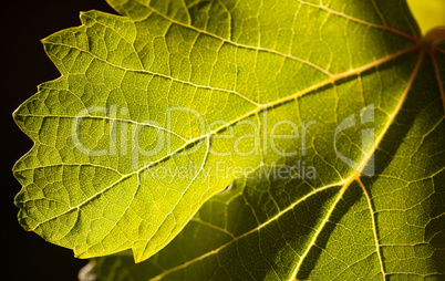 Dramatically Lit Grape Leaf on the Vine
