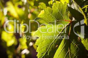 Dramatically Lit Grape Leaf on the Vine