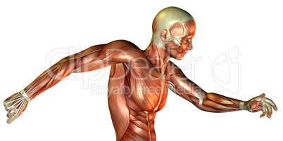 Bewegungsstudie männlicher Oberkörper
