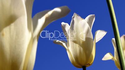 White Tulips Blue Sky