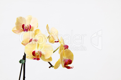 Orchidee