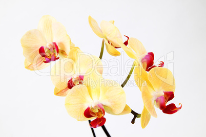 Orchidee