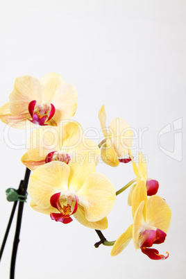 Orchidee