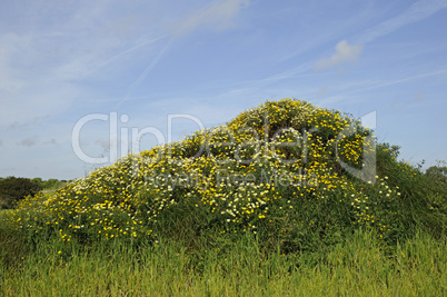 Kleiner Hügel mit Blumen