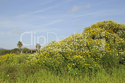 Kleiner Hügel mit Blumen