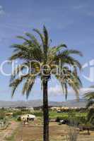 Palme bei Alcudia