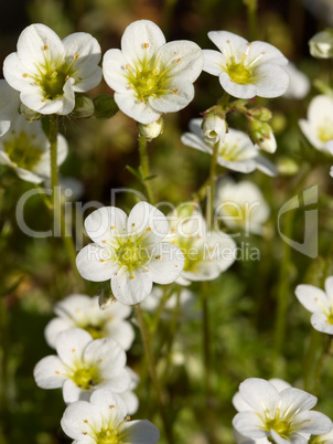 Moschus-Steinbrech - Saxifraga moschata