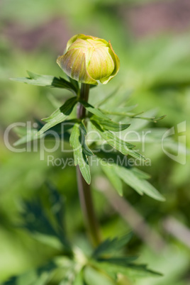 Trollblume - Trollius europaeus