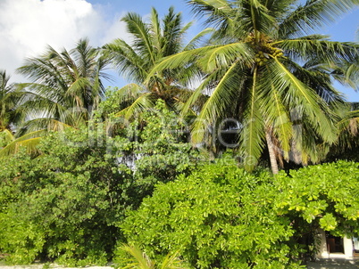 Palmen - Paradise Island Resort - Malediven