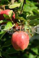 Apfel am Baum - apple on tree 126
