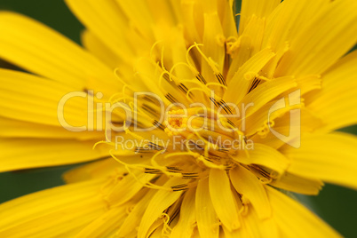 Tragopogon pratensis