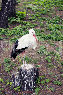 Stork