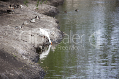 Birds near lake