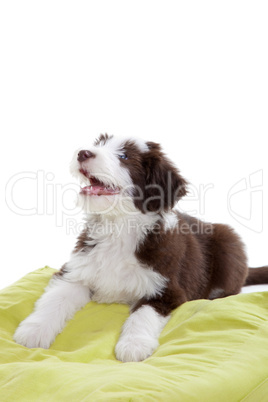 collie pup sitting on a pillow