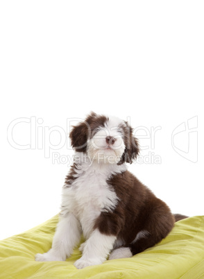 Bearded collie pup