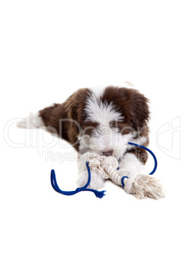 Bearded collie pup