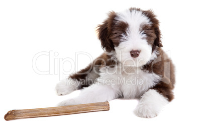 Bearded collie puppy