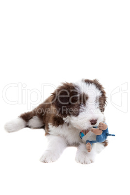 Puppy bearded collie