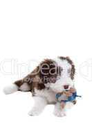 Puppy bearded collie