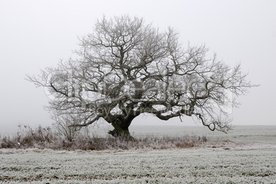 Alte Eiche im Nebel