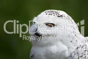 Schnee-Eule  (Snow Owl) - Bubo scandiacus, Nyctea scandiaca