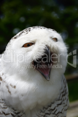 Schnee-Eule  (Snow Owl) - Bubo scandiacus, Nyctea scandiaca