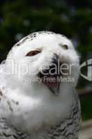 Schnee-Eule  (Snow Owl) - Bubo scandiacus, Nyctea scandiaca