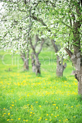 Blooming garden