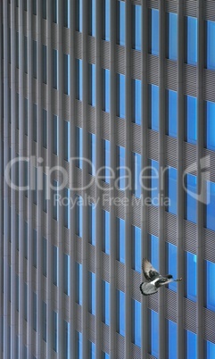 Taube im Flug vor Hochhausfassade