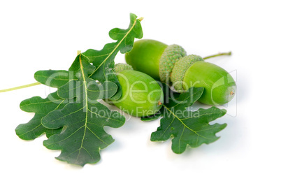 Acorns oak leaves