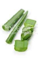 Aloe vera plant pieces