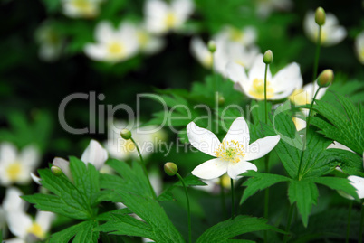 Wood anemones