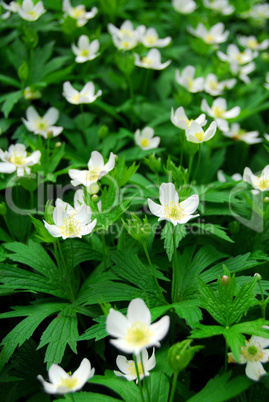 Wood anemones