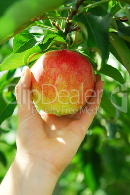 Picking an apple