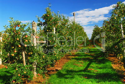 Apple orchard