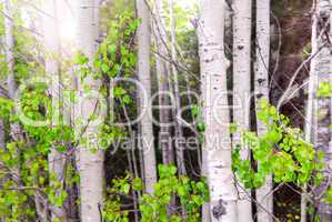 Aspen grove