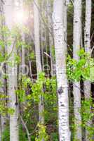 Aspen grove