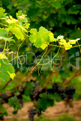 Grape vine branch