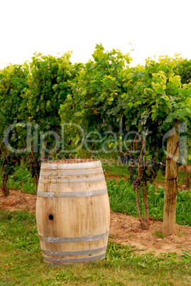 Wine barrel at vineyard