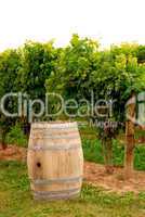 Wine barrel at vineyard