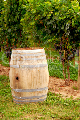 Wine barrel at vineyard