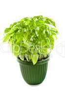 Green basil in a pot